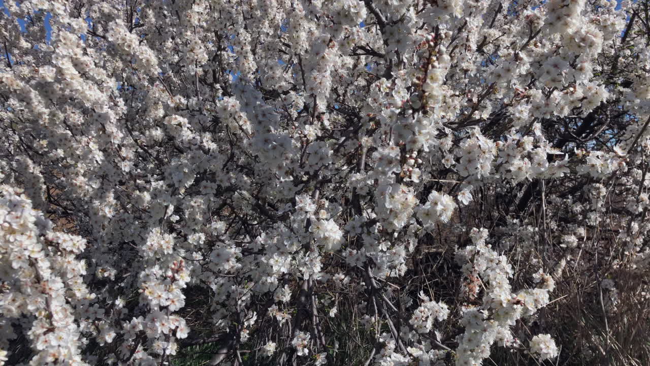 I fiori primaverili