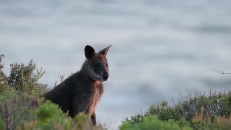 wallaby observed near ocean and coastal vegetation