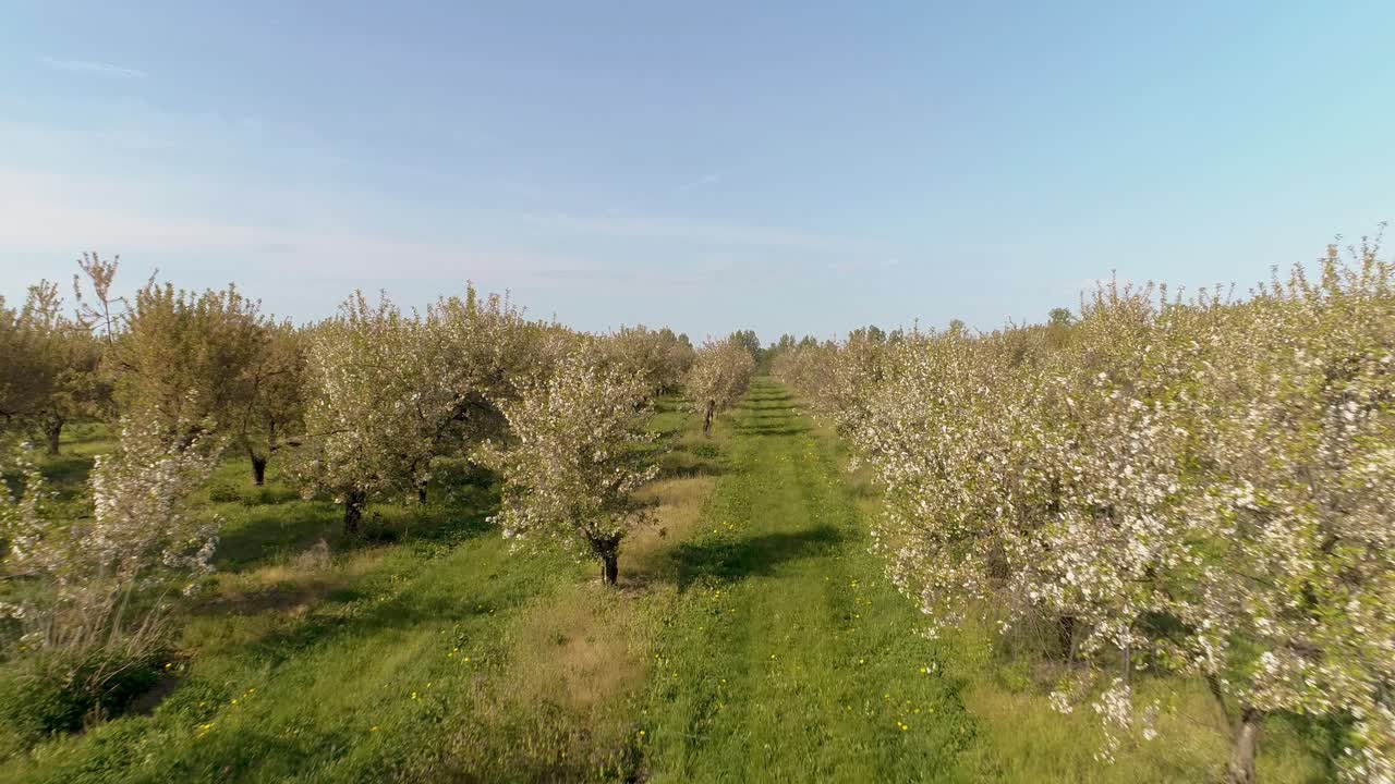 8월의 사과 과수원 공중 촬영 12