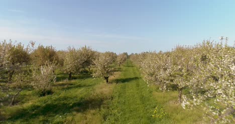 apple orchard in august aerial shoot 12