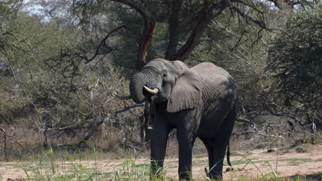 big elegant african elephant with big tusks drinking water from a pond with its horn