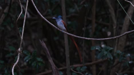 seen perched on a vine looking around then flies away to the left, blyth's paradise flycatcher terpsiphone affinis, male, thailand