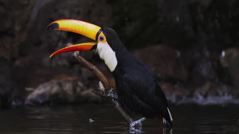 singing toco toucan sitting on a branch sticking out of water