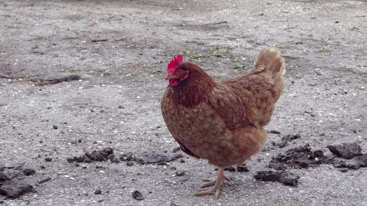 A chicken is undecided what to do and looks around
