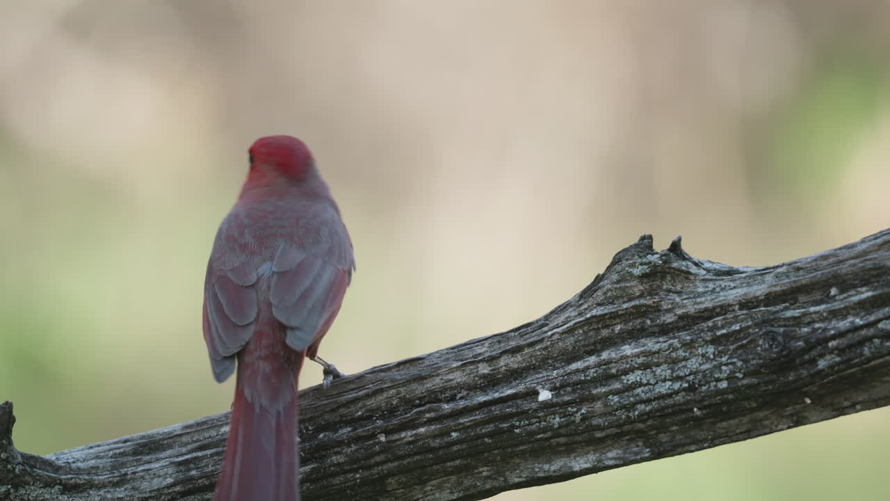 A Northern Cardinal perches on a branch, looking away, and flies off - Cardinalis cardinalis