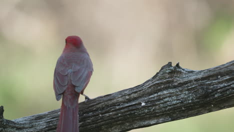 a northern cardinal perches on a branch, looking away, and flies off - cardinalis cardinalis