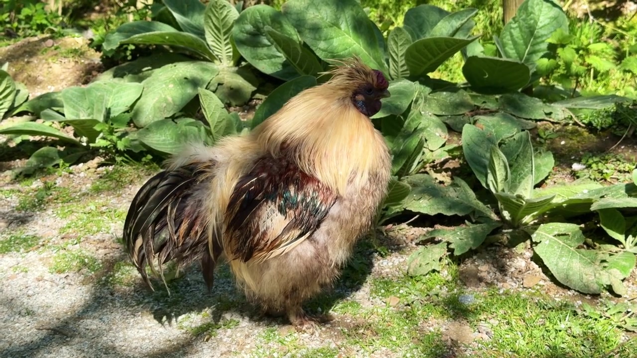 Bahçe bitki örtüsünde dururken kabarık tüyleri ve tüylü vücudunu gösteren, Phasianidae familyasından süs evcil kuşu İpek tavuğu (Gallus gallus domesticus), takip çekimi
