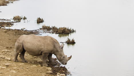 Panorámica-Hacia-La-Izquierda-A-Través-De-Un-Pozo-De-Agua-Para-Revelar-Que-Los-Rinocerontes-Beben-En-Un-Safari-En-África