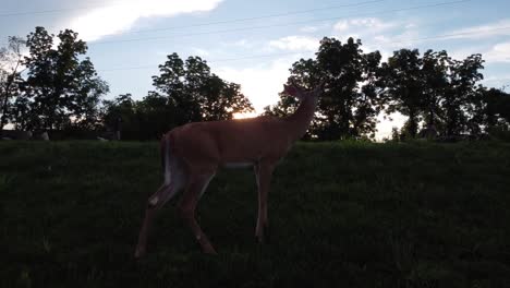 doe deer in a field at sunset