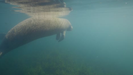 Individual-manatee-floating-on-surface-water