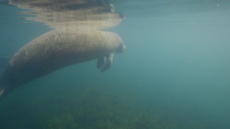 un solo manatí flotando en las aguas superficiales