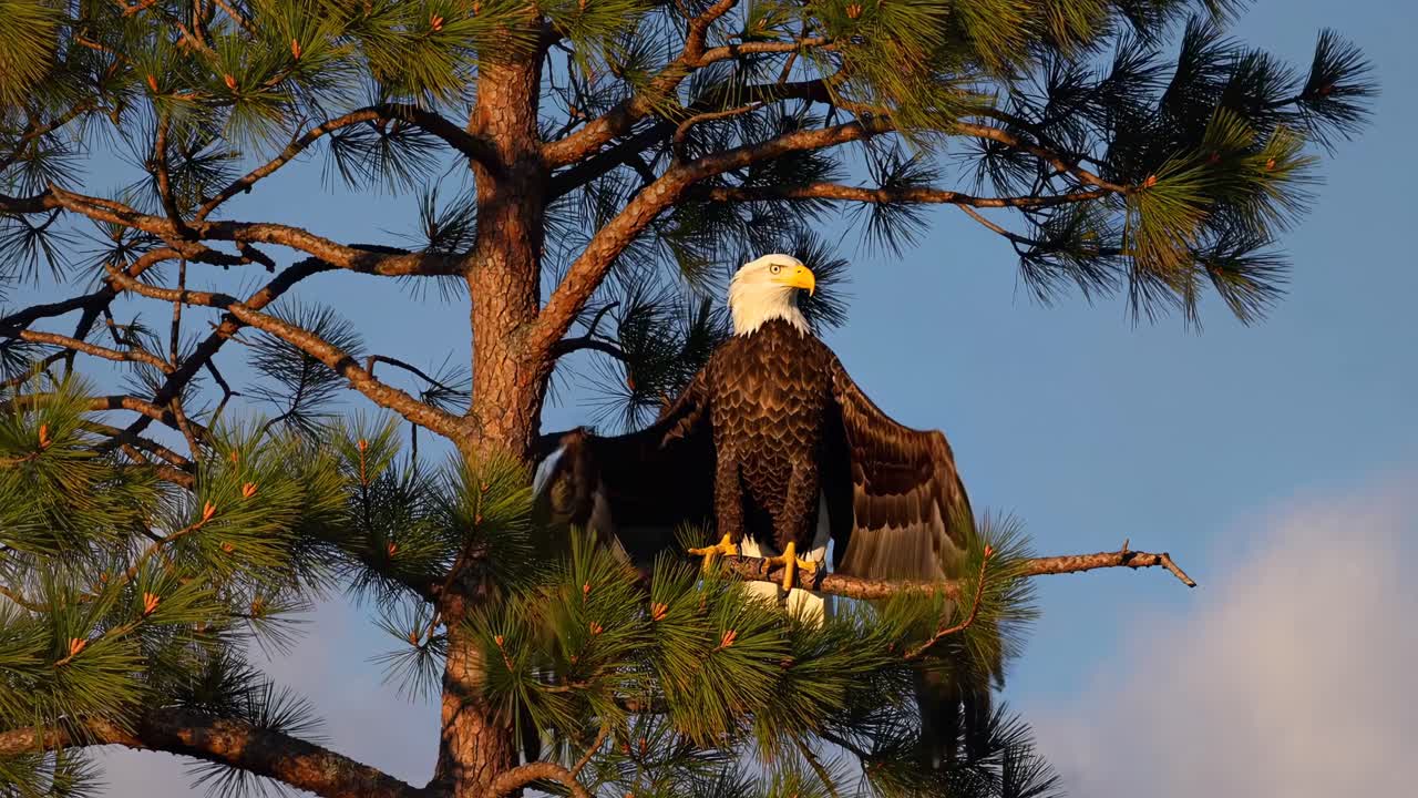 Majestic eagle perched on a pine branch, wings spread wide