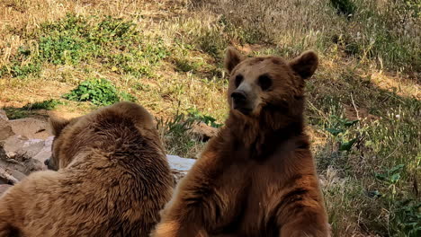 slim brown bears hiding from deadly sun in attica zoo, slow motion view