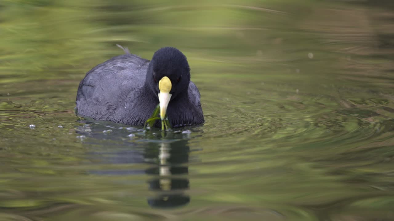 White Winged Coot pecking water plants with beak in lake during daytime,close up - Species bird from South America