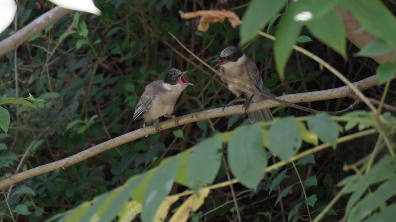 열대 숲의 나뭇가지에 부모 성인 어머니와 함께 울고 있는 배고픈 푸른 날개 까치 새