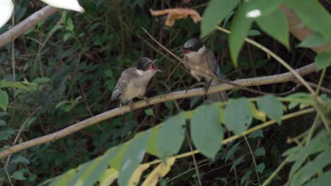 llorando hambriento pájaro urraca de alas azules incipiente con madre adulta en una rama de árbol en el bosque tropical