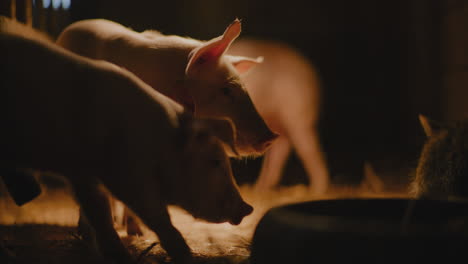 piglets in a barn at night