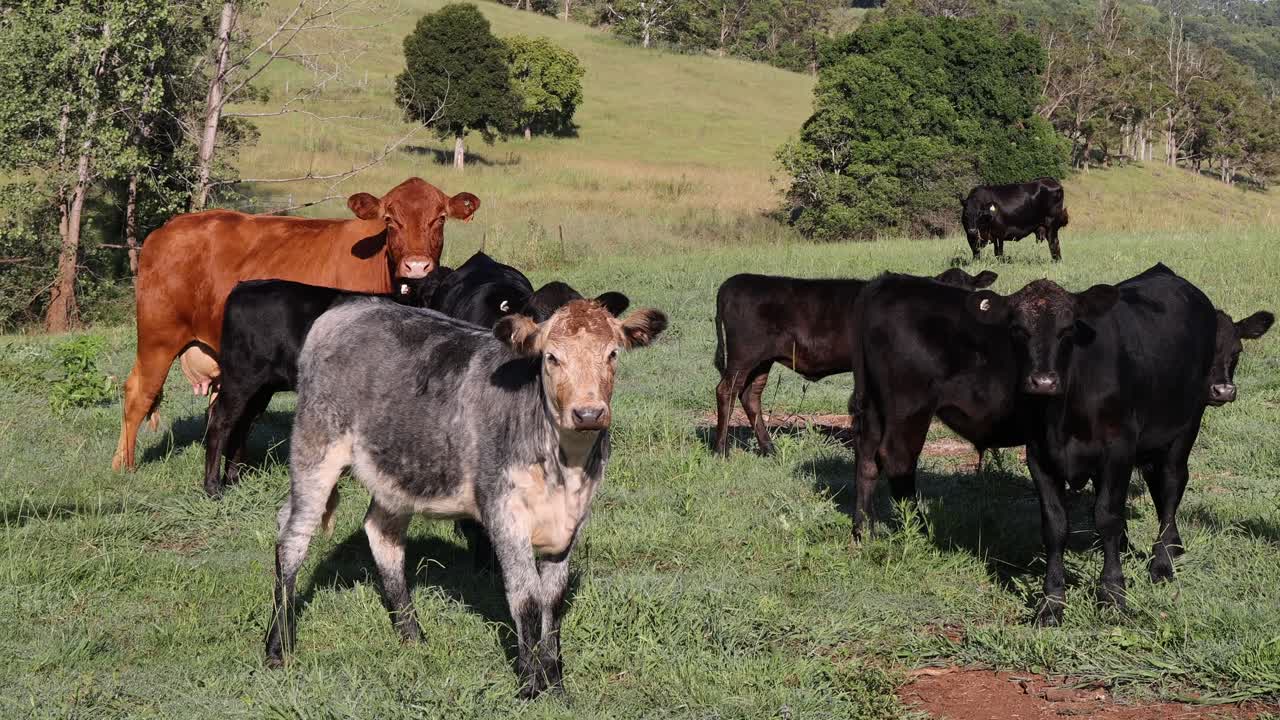 un rebaño de vacas pastando pacíficamente en un campo