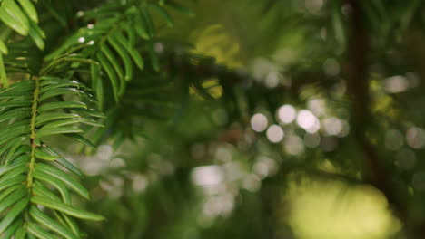disparo de las ramas de un árbol de hoja perenne en un día soleado de octubre
