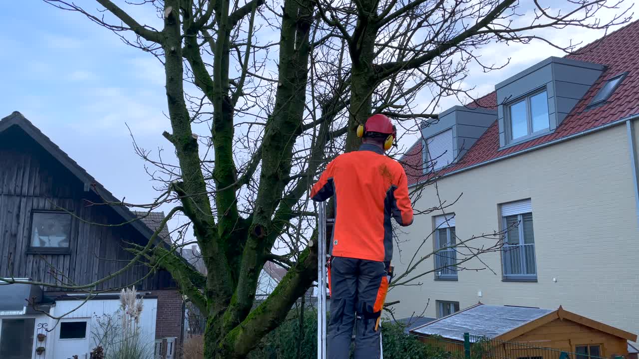Stabil slow motion af person med hjelm, der klipper grene fra højt kastanjetræ i have i boligområde.