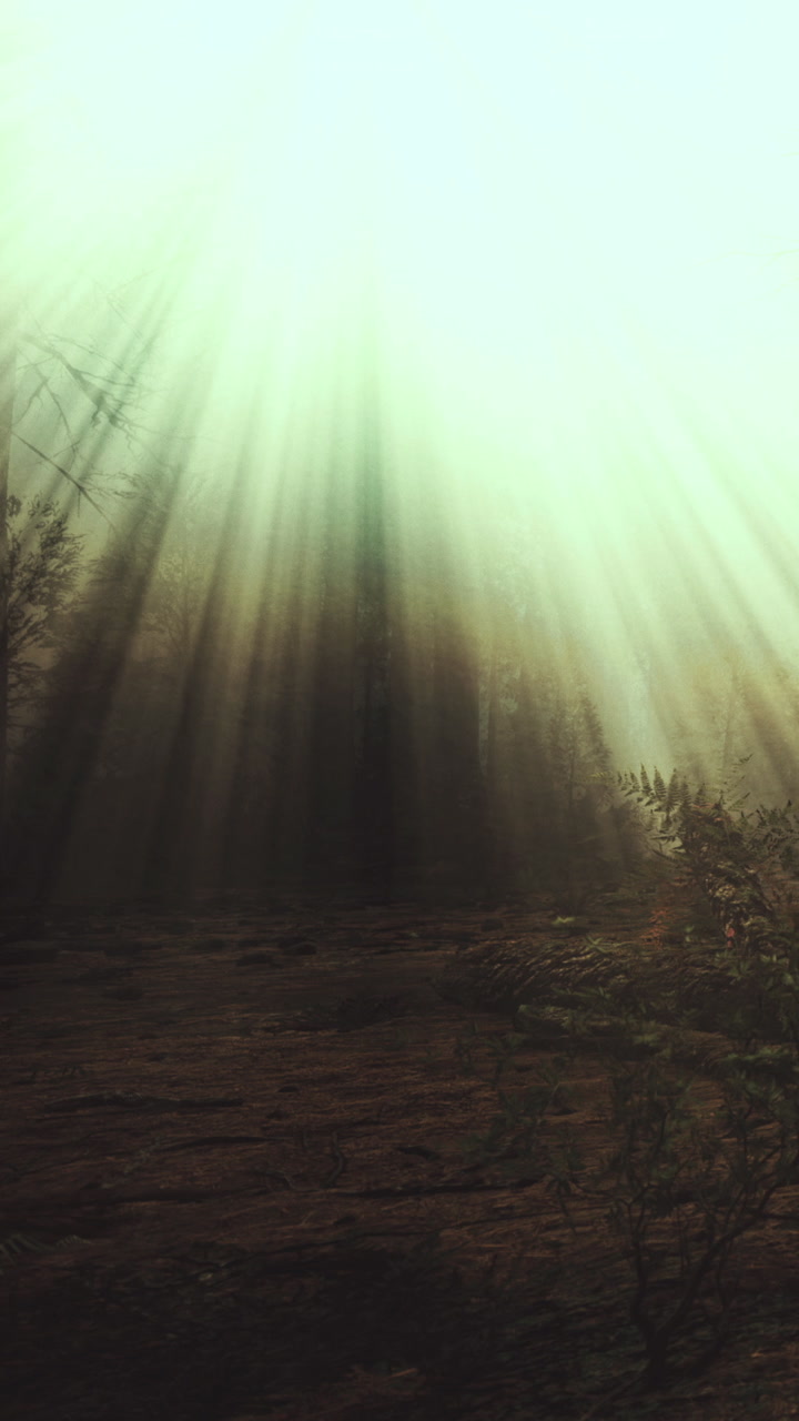 Light beams shine through trees in a forest during the day in autumn