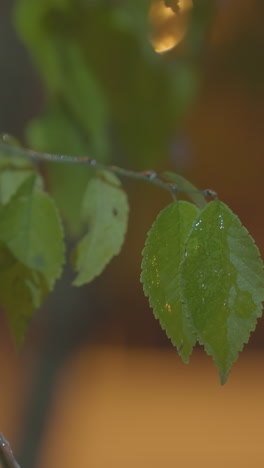 hojas verdes húmedas balanceándose suavemente en el viento, resaltadas por la luz bokeh dorada y el fondo borroso con un coche en movimiento en la distancia