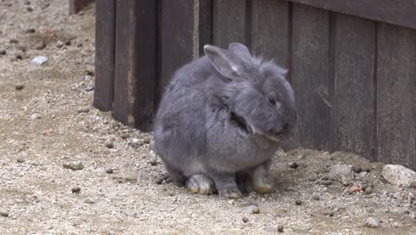 conejo gris peludo sentado en un suelo en el parque zoológico cerca de la valla de madera