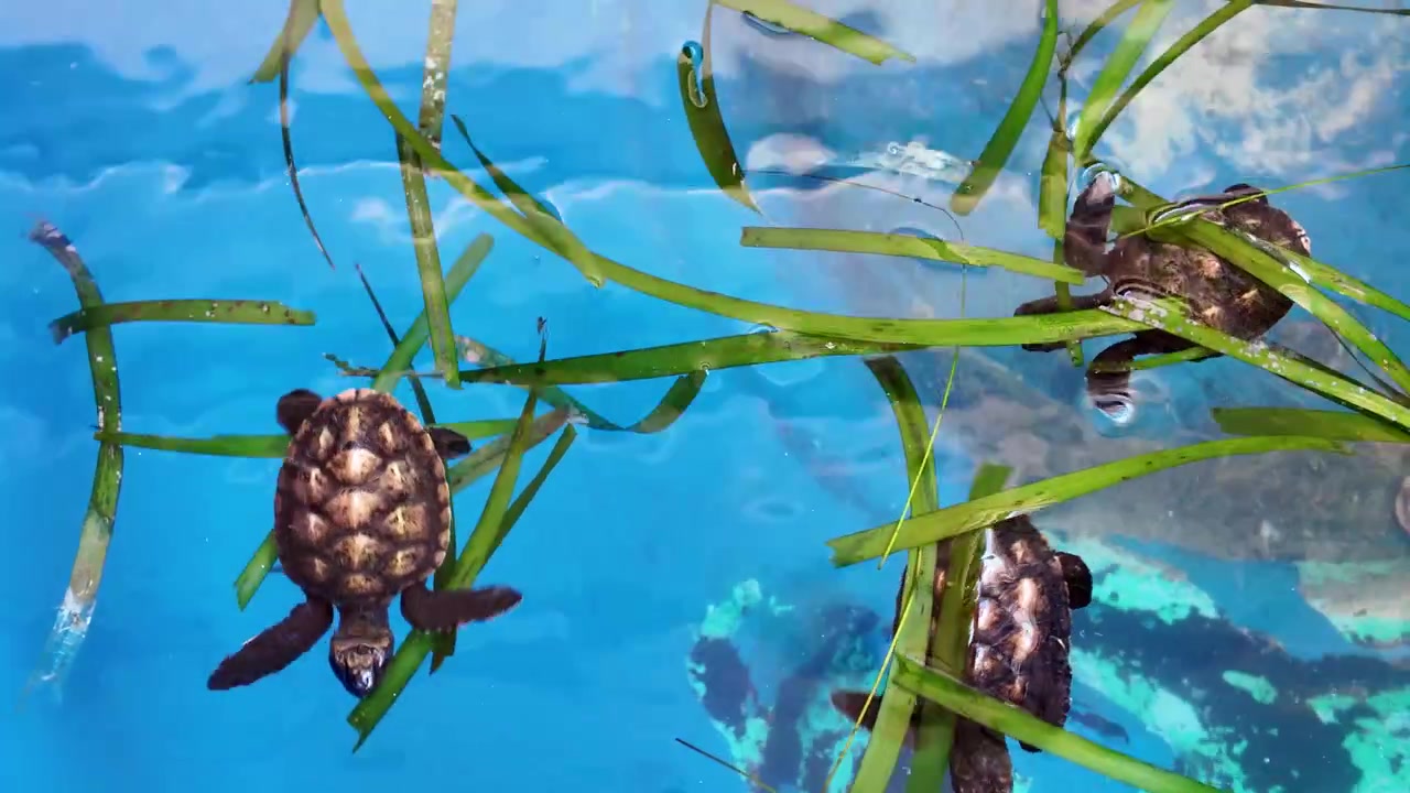 Filhotes de tartarugas marinhas nadando através de ervas marinhas em água azul, com foco em sustentabilidade.