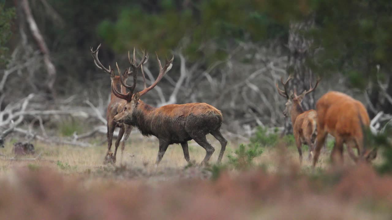 el ciervo rojo manchado ahuyenta a otros machos de las hembras en el territorio