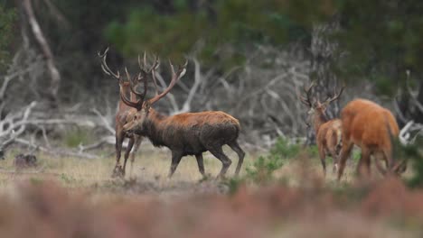 mottled shedding red deer chases away other males from female does in territory