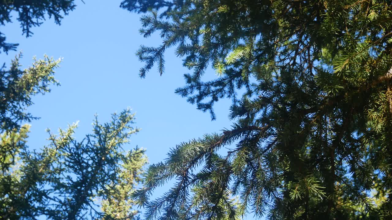Looking Up into a Lush Pine Forest