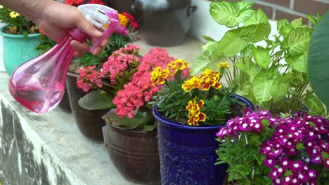 Spraying-green-plants-flowers-with-water-using-spray-bottle-standing-close-up