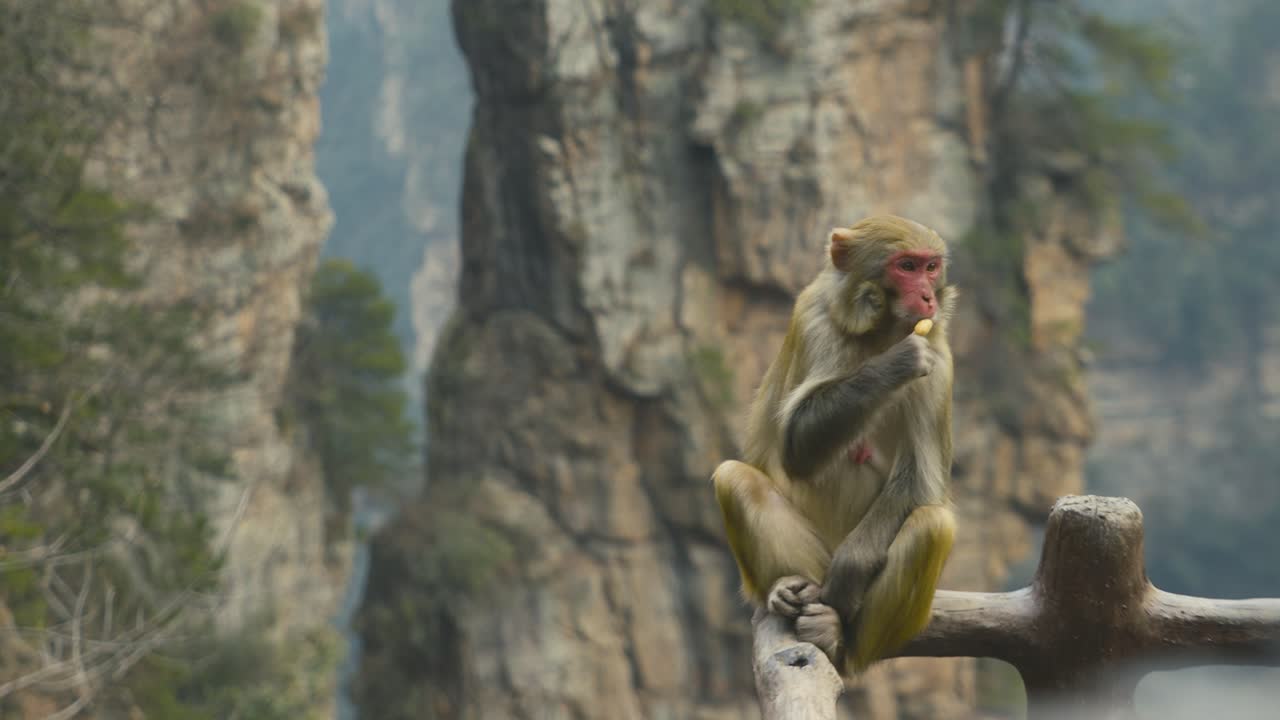 Monkey Sitting on a Cliff in Zhangjiajie, China