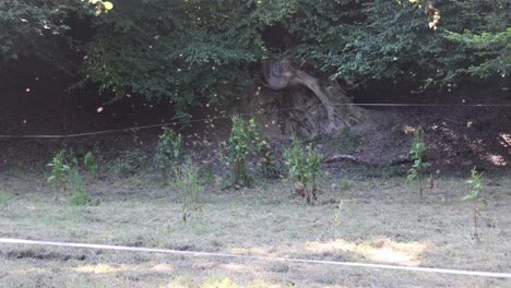 Swarm-of-mosquitoes-over-a-small-stream-in-summer-in-Sauerland