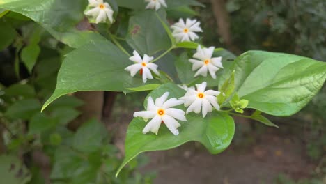 night-flowering jasmine: close-up of delicate white blossoms