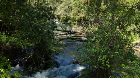 Rapid-flowing-Tarawera-River-between-green-forest-trees-and-Plants-during-summertime-in-New-Zealand---Tilt-down-shot