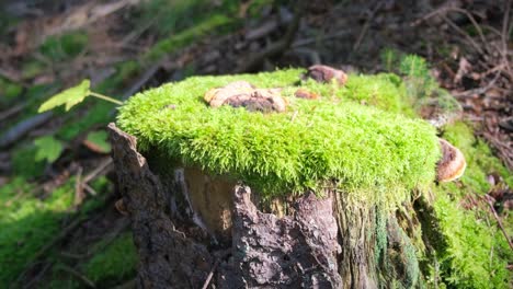 an old wooden stump overgrown with green moss in the middle of the forest beautiful forest nature an old wooden stump overgrown with green moss in the middle of the forest beautiful forest nature