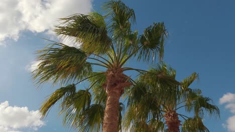 Palmzweig-Und-Blätter-Im-Wind-Am-Blauen-Himmel