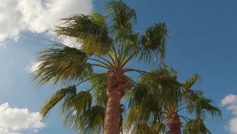 palm branch and leaves in the wind on blue sky