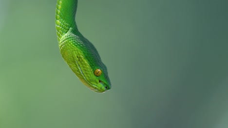 The-White-lipped-Pit-Viper-is-a-venomous-pit-viper-endemic-to-Southeast-Asia-and-is-often-found-during-the-night-waiting-on-a-branch-or-limb-of-a-tree-near-a-body-of-water-with-plenty-of-food-items