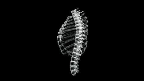 hologram screen of thorax structure, ribs, sternum and vertebral colum - loop