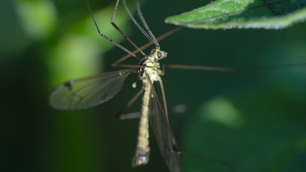 Male Crane Fly Tipula Rufina Resting on a Leaf Before Fleying Off - Macro Detailed Shot