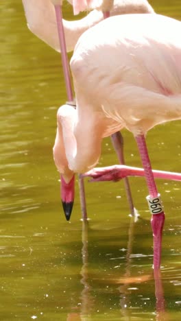 flamingos wading and interacting in a park pond