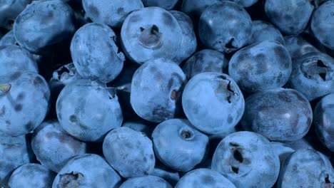 detail of blueberries. macro rotate of blueberries. close-up, camera rotation 360 degrees. bog bilberry, bog blueberry, northern bilberry or western blueberry (vaccinium uliginosum)