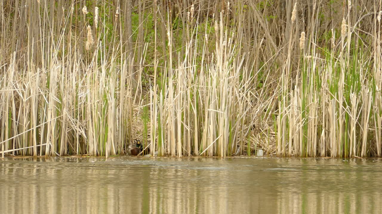 View of male wild ducks in the lake chasing and fiercely fighting in water, raw nature