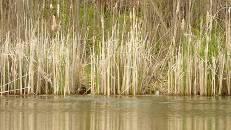 View-of-male-wild-ducks-in-the-lake-chasing-and-fiercely-fighting-in-water,-raw-nature