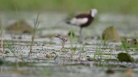 Polluelos-De-Jacana-De-Cola-De-Faisán-Alimentándose-En-Un-Día-Lluvioso-En-Hojas-Flotantes