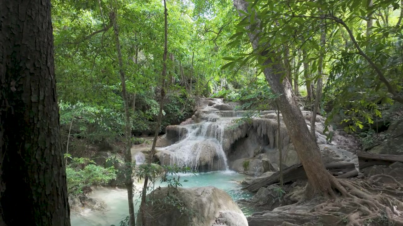 Una cascata calcarea a gradoni alimenta una piscina della giungla azzurro pallido mentre la telecamera panoramica lentamente da dietro un grande albero in primo piano