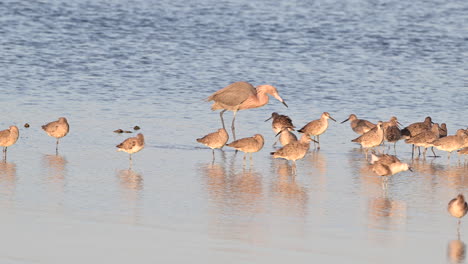 Reddish-Egret