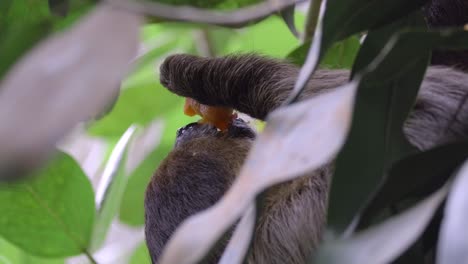 close up of sloth feeding while lying down through leaves